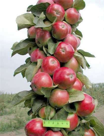 Колоновидные яблони