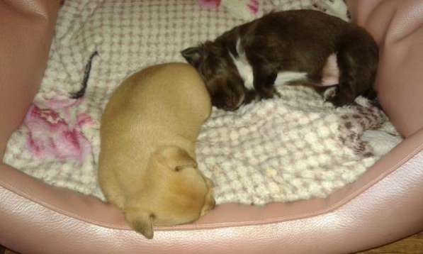 Щеночки чихи