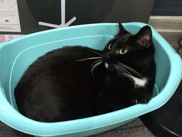 Масяня, самый добрый котик в добрые руки в Москве фото 7