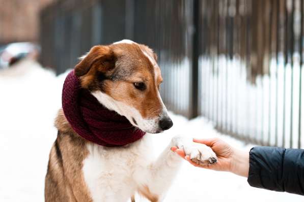Джим - добропорядочный пёс ищет семью/ в Санкт-Петербурге фото 9