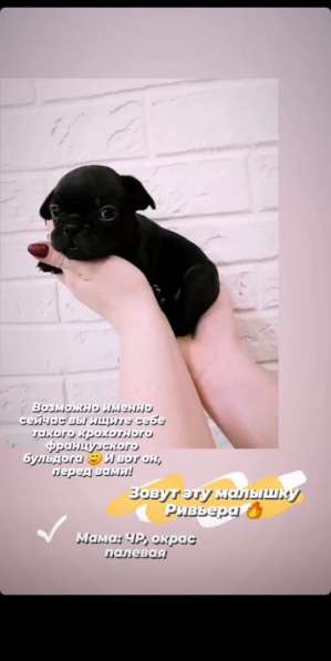 Щенки французский бульдог в Владимире фото 14