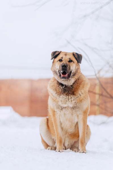 Кохинор ищет семью в Москве фото 48