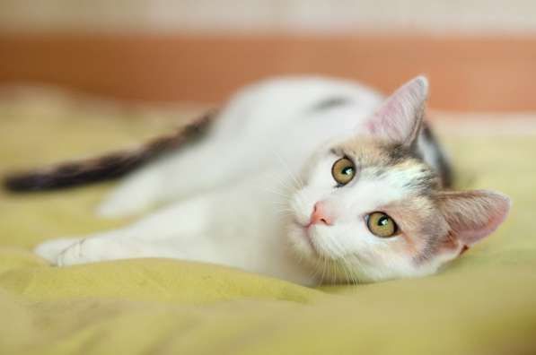 Ищет свою семью и дом котенок Изюминка в Москве