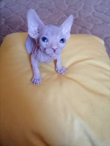 Канадский сфинкс в Краснодаре фото 15