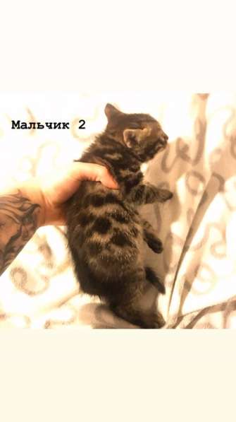 Бенгальские котята в Санкт-Петербурге фото 4