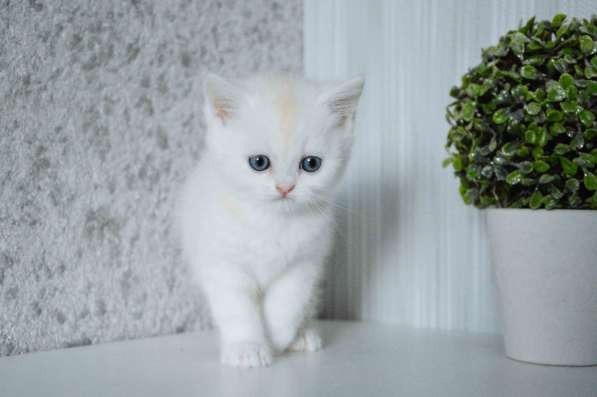 Шикарные британские котята с родословными в фото 9