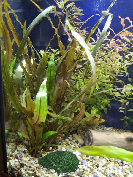 Криптокорина аквариумное растение в Серпухове фото 3