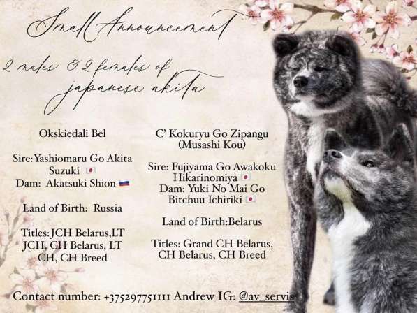 AKITA INU в фото 16