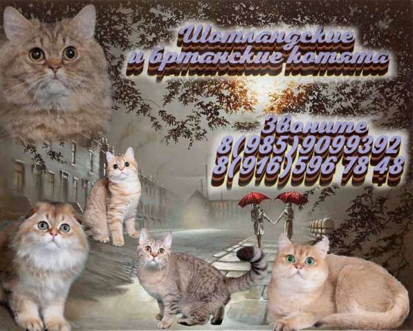 Котята разного возраста и окраса в Москве фото 14