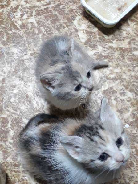 Чудный трёхцветный счастливый котёнок-девочка в добрые руки! в Саках фото 19