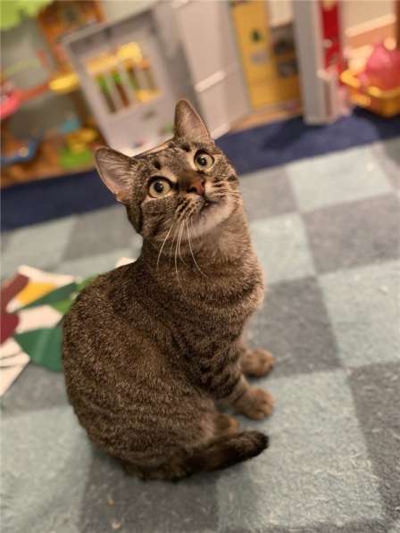 Киска Ириска ищет семью в Москве фото 11