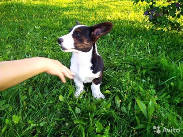 Продажа щенков корги в Екатеринбурге фото 19