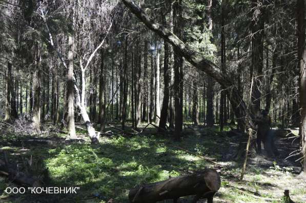 Удаление деревьев в Наро-Фоминске