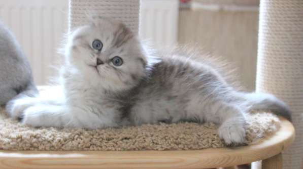 Ласковый котик от родителей с родословными