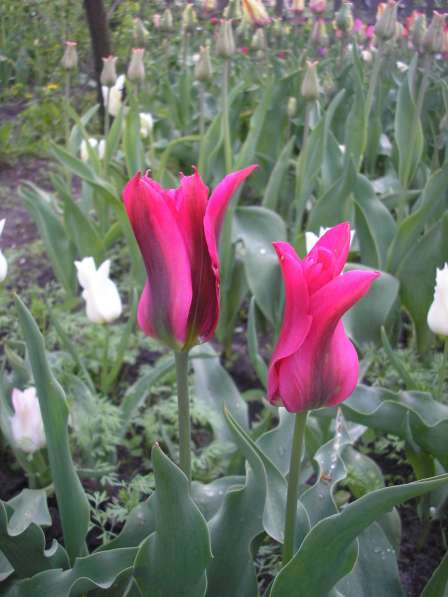 Тюльпаны и эрэмурусы в фото 3