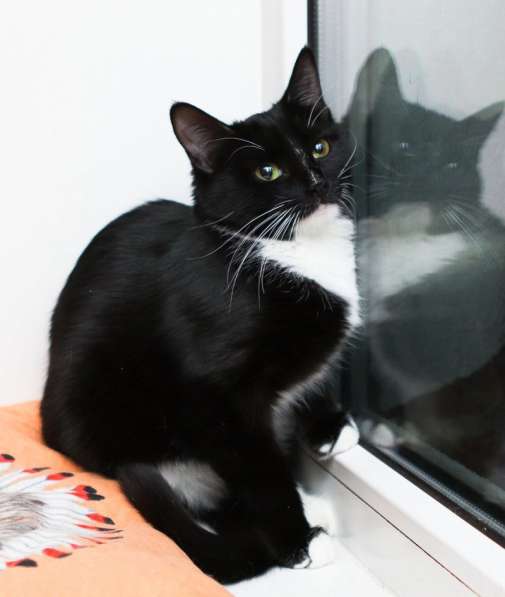 В поисках дома маленькая Зося в Москве фото 5