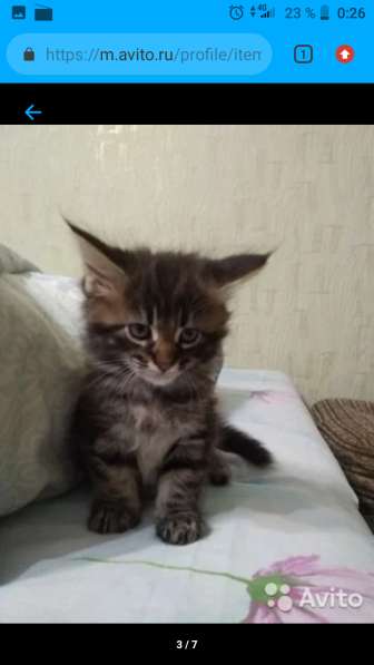 Котенок Мейн Кун в Новороссийске