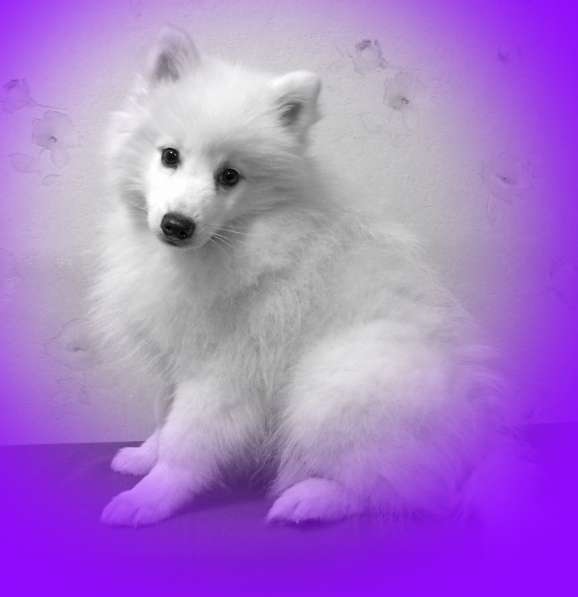 Шелти. Щенки. Питомник в Екатеринбурге фото 15