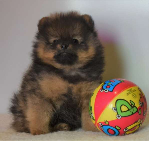 Красавчик в Москве фото 26