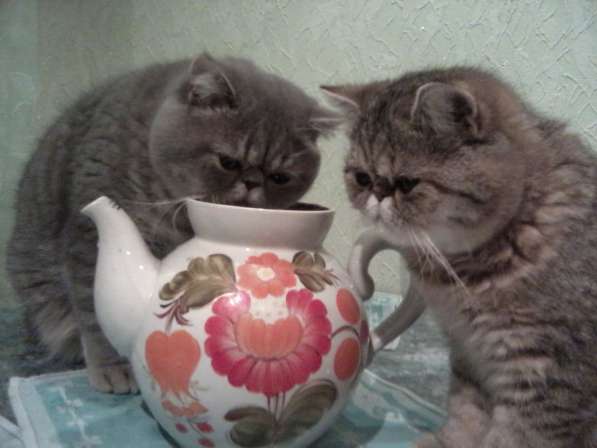 Вязка экзотических и персидских кошек в фото 5
