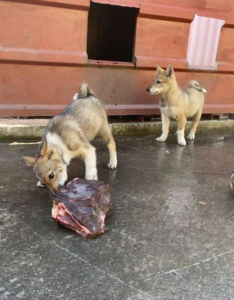 Продам щенков Западно-Сибирской ЛАЙКИ в Междуреченске