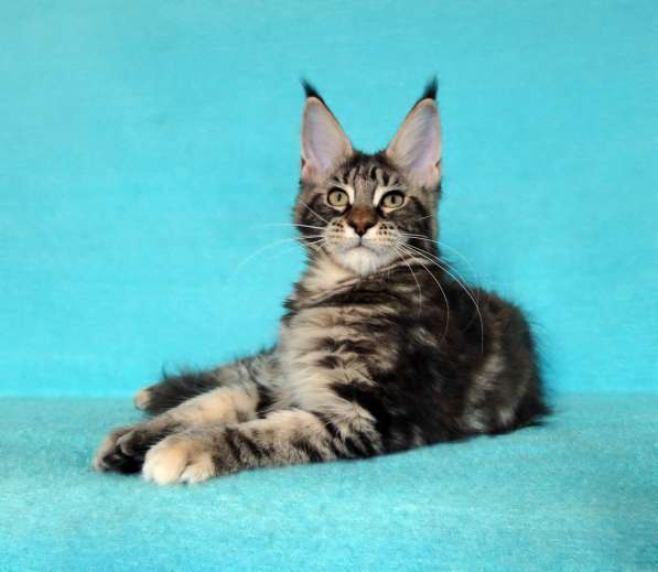 Апельсинки к Новому Году в Рязани фото 63