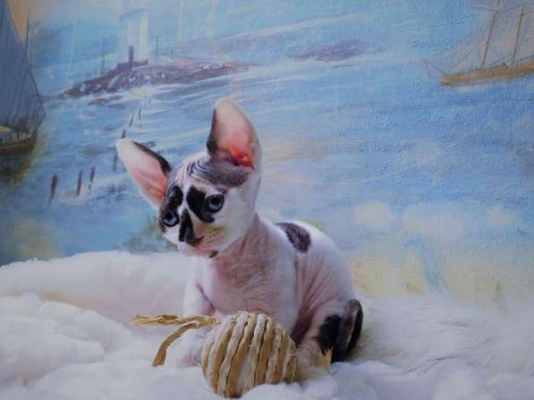 Сфинкс Sphynx Velvet Bambino Girl в Москве фото 3