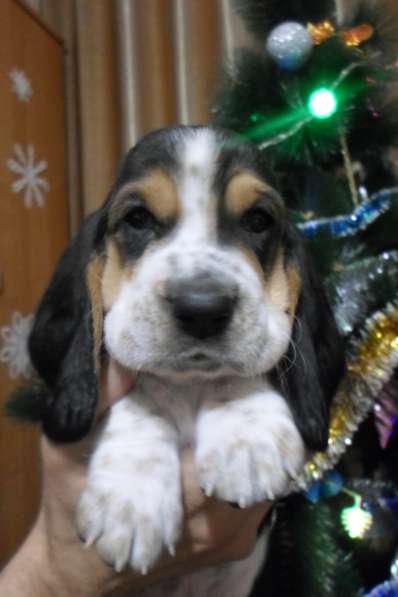 Щенки Бассет-хаунд в Армавире фото 45