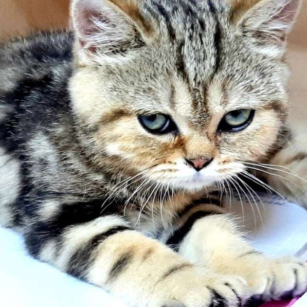 Шотландский котик мрамор на золоте