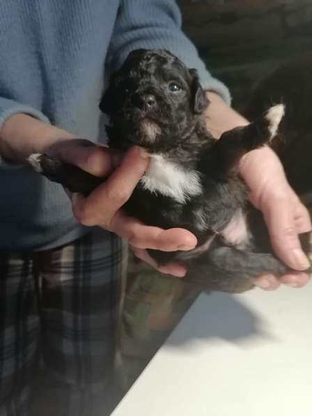 Щенки пуделя в Москве фото 7