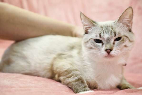 Тайский котенок-подросток Маффин ищет дом в Москве