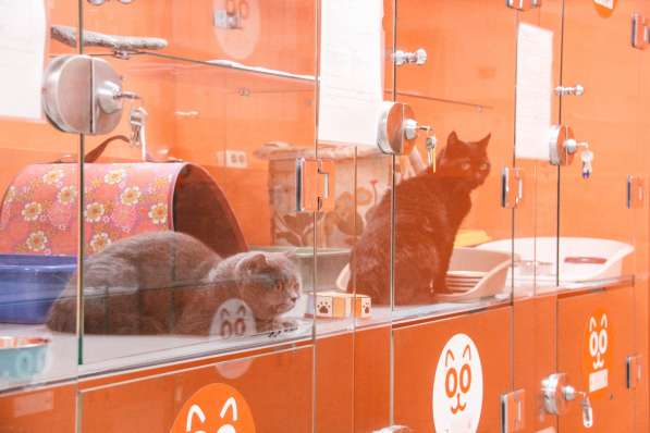 Зоогостиница BookingCat Люберцы/Жулебино в Люберцы фото 24