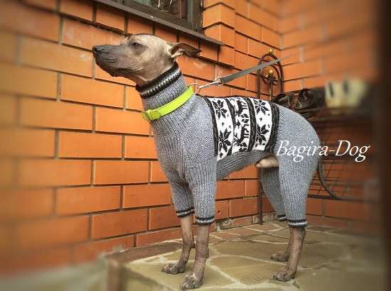 Комбинезоны и свитера для Ксоло, Перуанских голых собак в Москве фото 17
