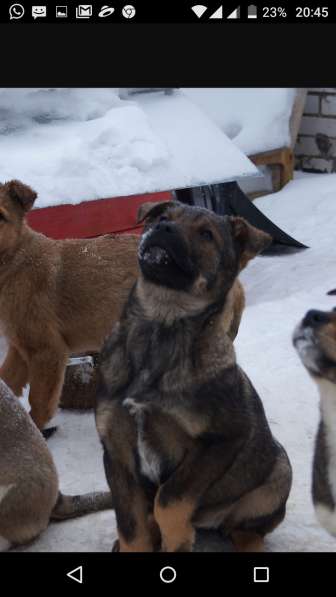 Я щенок и ищу дом! в Воскресенске фото 10