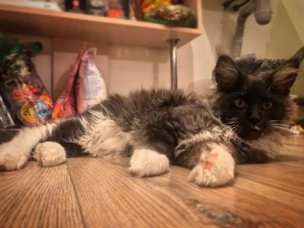 Котёнок Мейн-Кун в Санкт-Петербурге