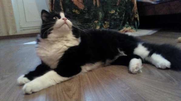 Кошка Лоли - в добрые ответственные руки в Москве фото 5