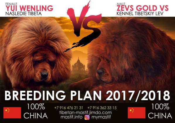 Щенки тибетского мастифа 100 Китай