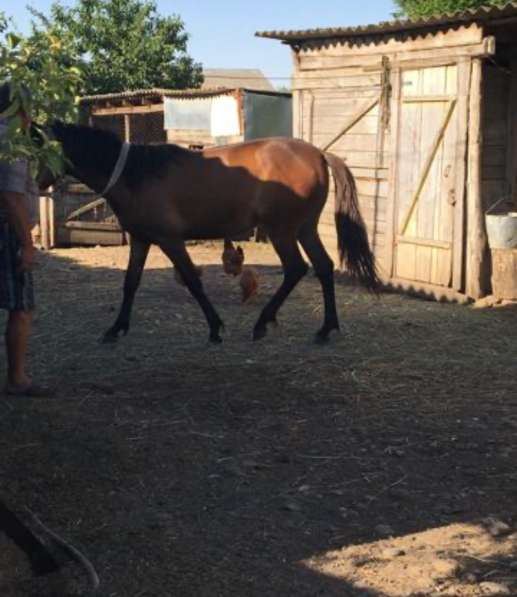 Продам лошадь (кобылку) в Ставрополе фото 4