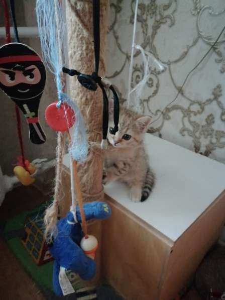 Шотландские короткошерстные котята в 