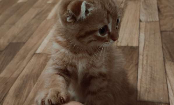 Pişik balası котенок британский britan в фото 7