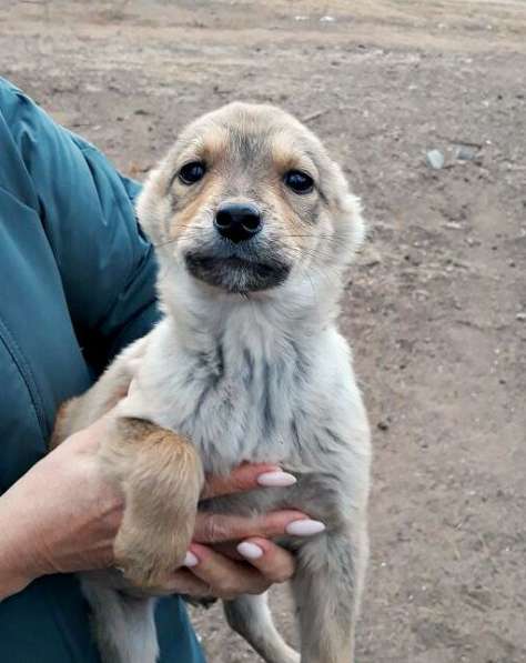 Щенки звонкие звоночки от небольшой собаки в Улан-Удэ фото 6