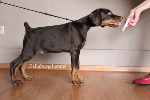 Щенки добермана в Санкт-Петербурге фото 3