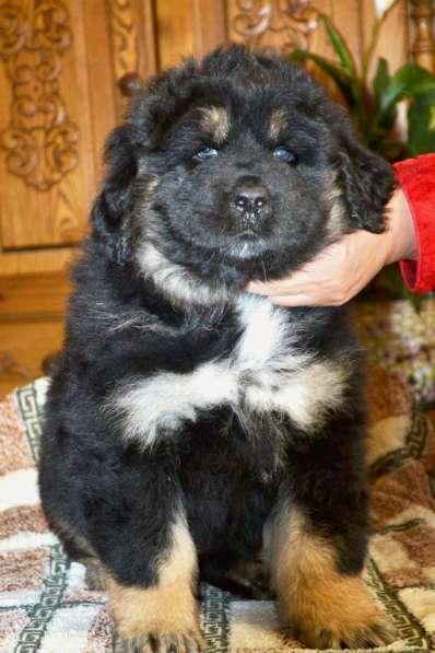 Тибетский мастиф - лучший страж на территории в Москве фото 39