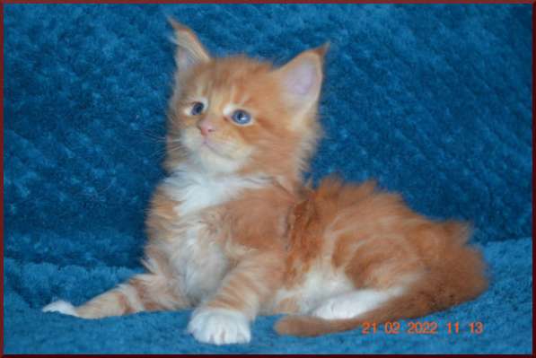 Роскошный черный котик мейн-кун из питомника в Астрахани фото 110