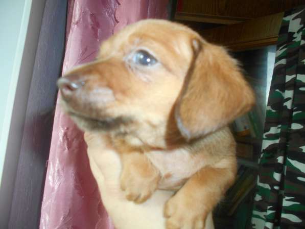 Щенки таксы миниатюрной в Твери фото 29