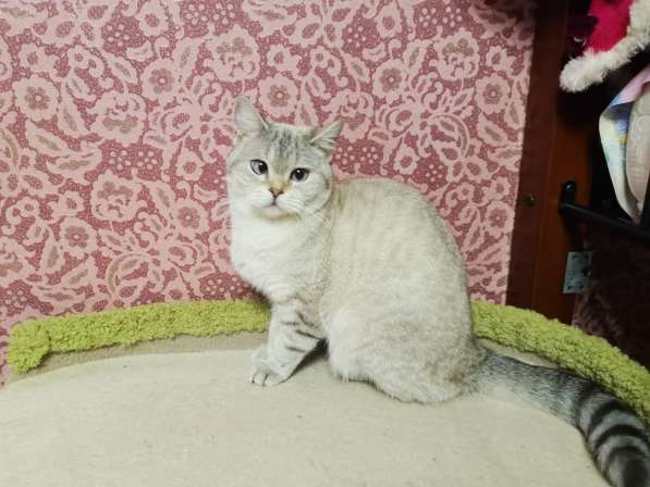 Шотландская Прямоухая Девочки и Мальчики в Москве фото 4