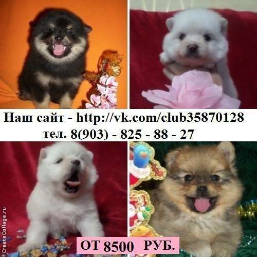 Щеночки шпица красивые яркие