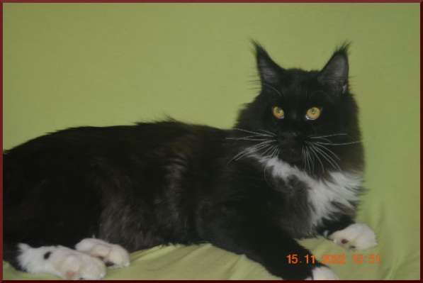 Роскошный черный котик мейн-кун из питомника в Астрахани фото 8