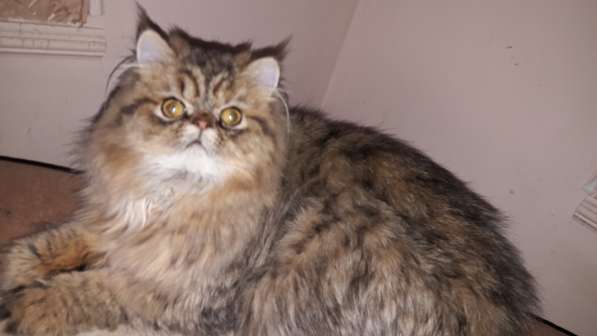 Экзотическая кошка в 