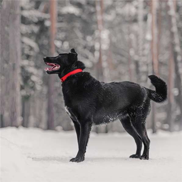 Чудесная собака Берта в добрые руки в Москве фото 5